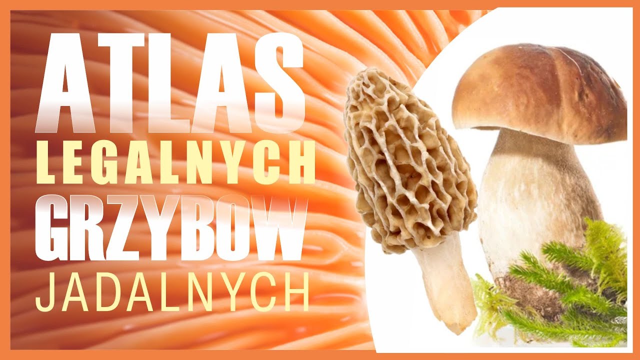 Atlas i Lista Wszystkich Grzybów Jadalnych dopuszczonych do Obrotu/Handlu w Polsce
