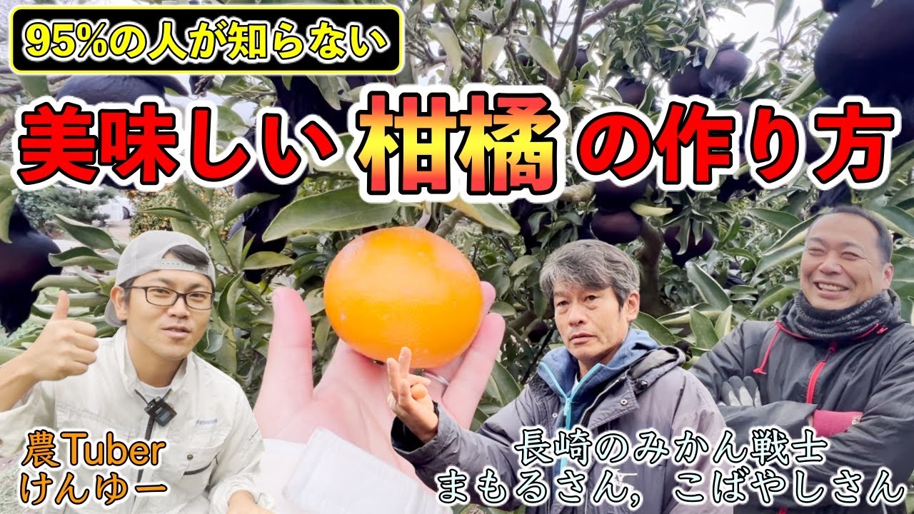 【超必見!!】プロみかん農家2人が教える「美味しい柑橘の作り方」【長崎県 小林さん&守さん】