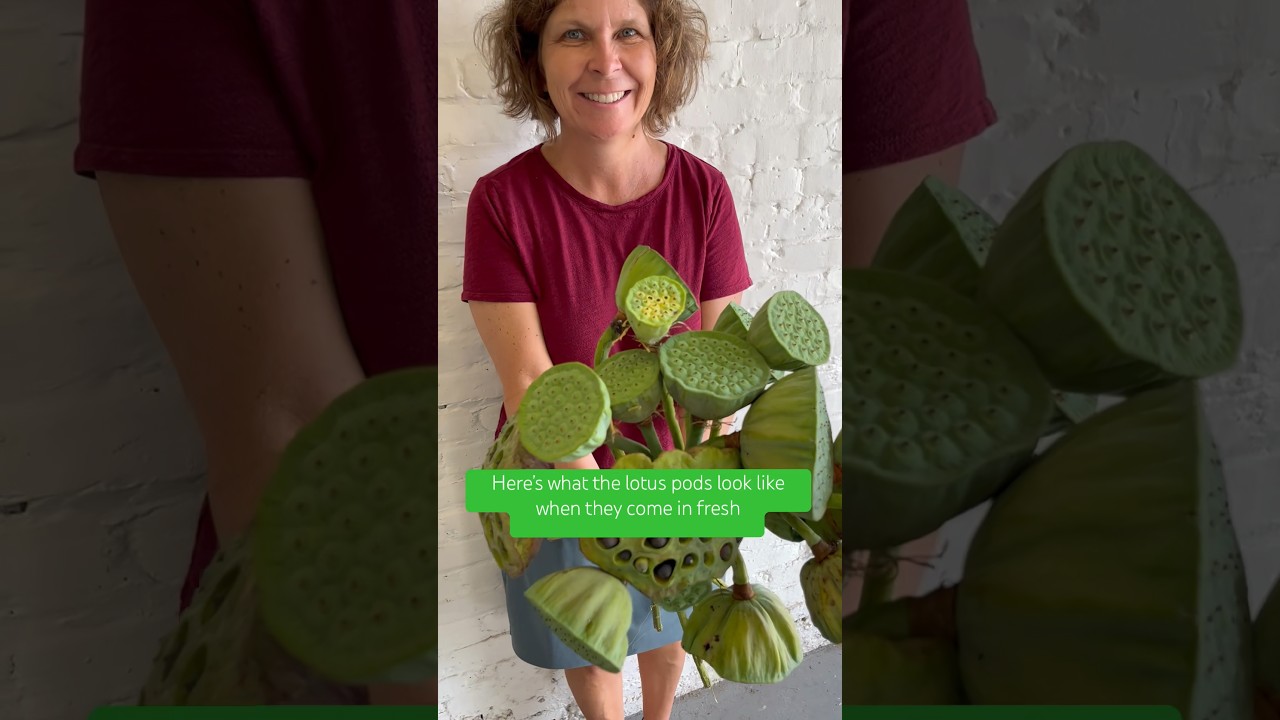 Maryland grown lotus pods for floral design! Here&rsquo;s what they look like fresh and how we dry them!
