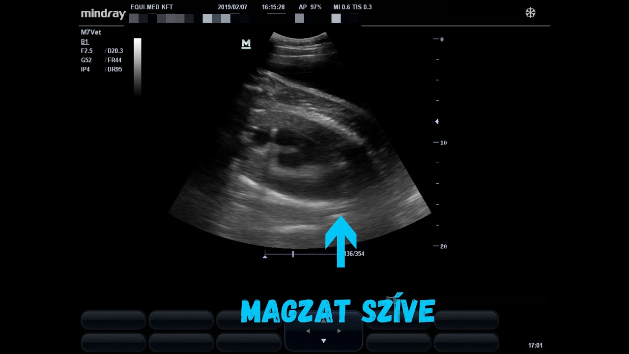 Equi-Med Kft.: Vemhes kanca ultrahangvizsgálata