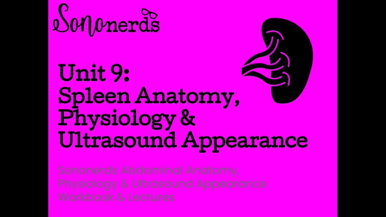 Spleen Anatomy | Physiology | Ultrasoun Appearance with Sononerds