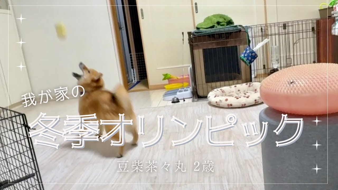 【豆柴 茶々丸 2歳】いつかミラノに行ってみたい気ままな柴犬
