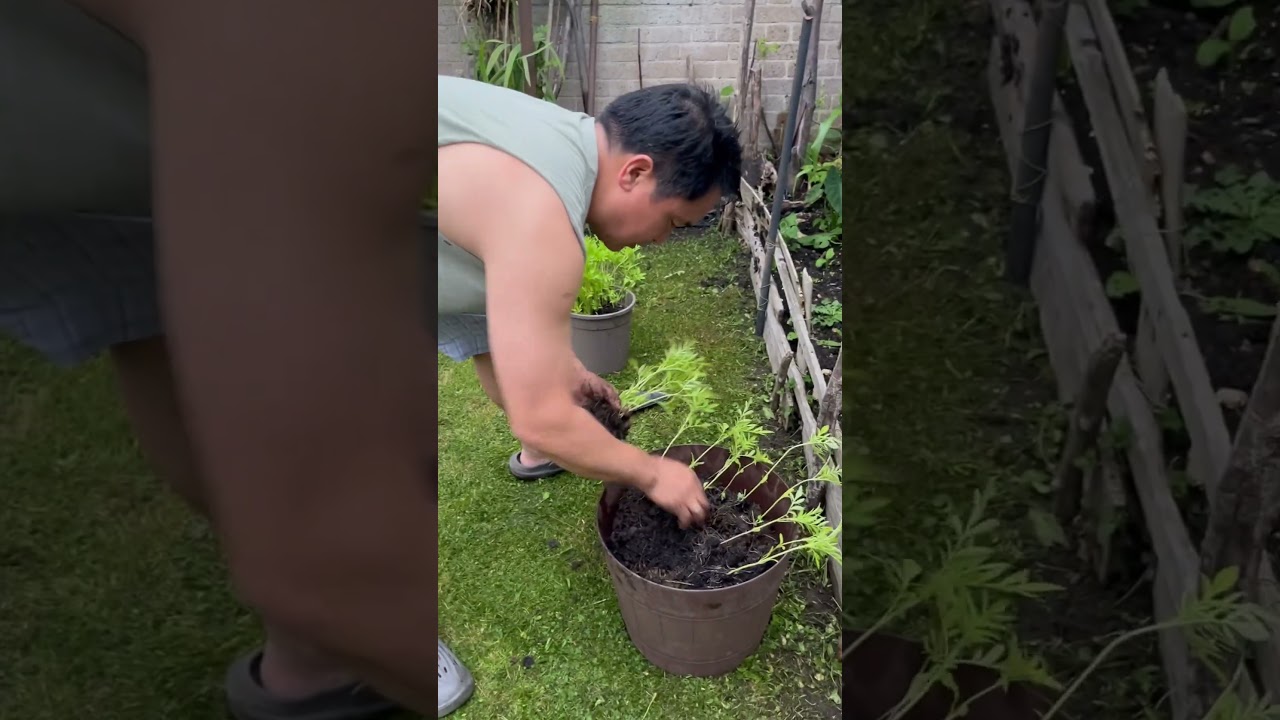 Transplanting marigold seedlings in my kitchen garden #marigold #flowers #kitchengarden