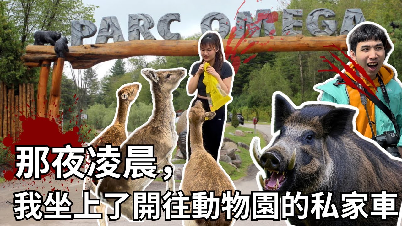 Omega Park🇨🇦去動物園千萬不要XOXO！車被野豬撞爆🐽？！加拿大超人氣野生動物園＋Ottawa 渥太華Vlog⚡美食荒島渥太華竟找到好吃的🏝️