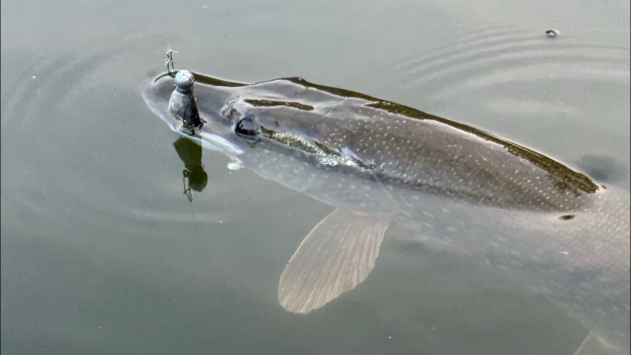 Krátká odpolední vycházka na dravce