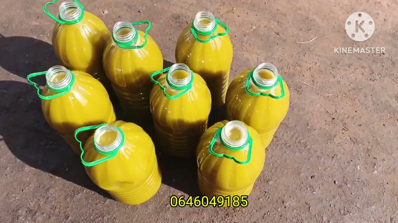 زيت الزيتون 🫒🇲🇦 بلدية بجودة عالية قلعة السراغنة بتاريخ 30/12/2025
