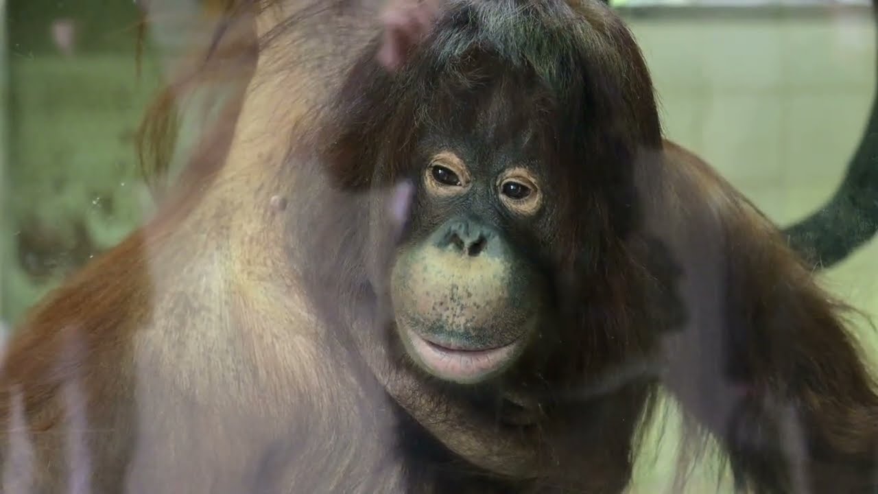 とべ動物園 ボルネオオランウータン ジェニファー公開３日目