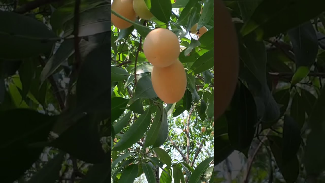 เมื่อลมหนาวยังไม่มา ฉีดฮอร์โมนต่อเนื่อง แคลเซี่ยมโบรอล 7-10 วันครั้งค่ะ