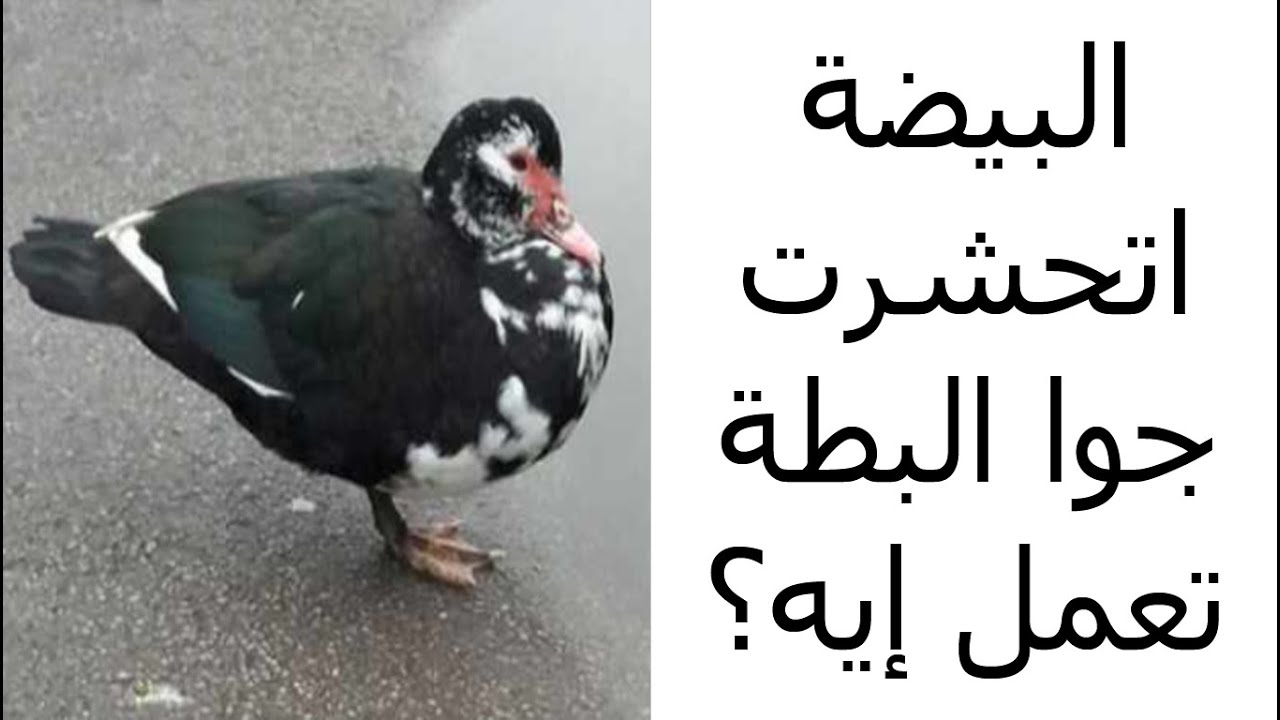 البيضة اتحشرت جوا البطة 3 أيام والبطة كانت هتروح مننا تعالوا شوفوا تعمل إيه عشان البطة متروحش منك