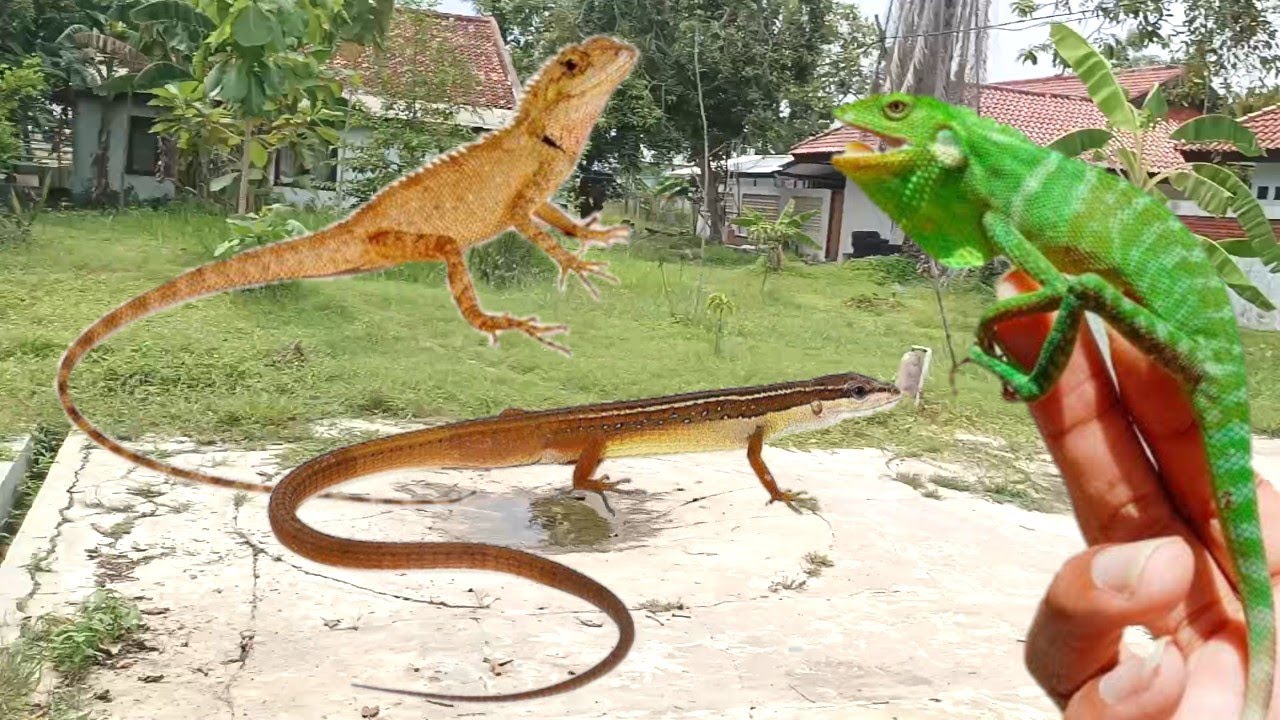 BERBURU BUNGLON HIJAU, LONDOK/ BUNGLON TAMAN DAN KADAL RUMPUT❗❗❗