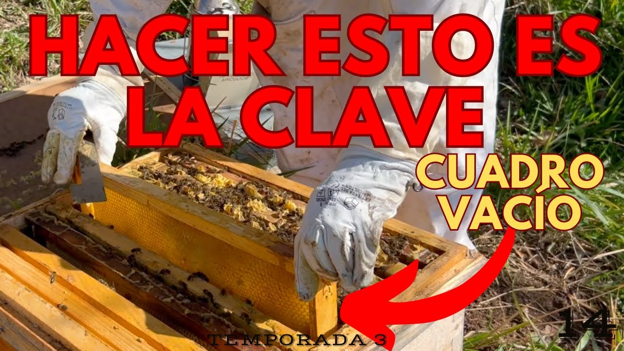 Este MANEJO es B&Aacute;SICO para tener SUPER COLMENAS✅ PERO TIENES QUE HACERLO BIEN🧐