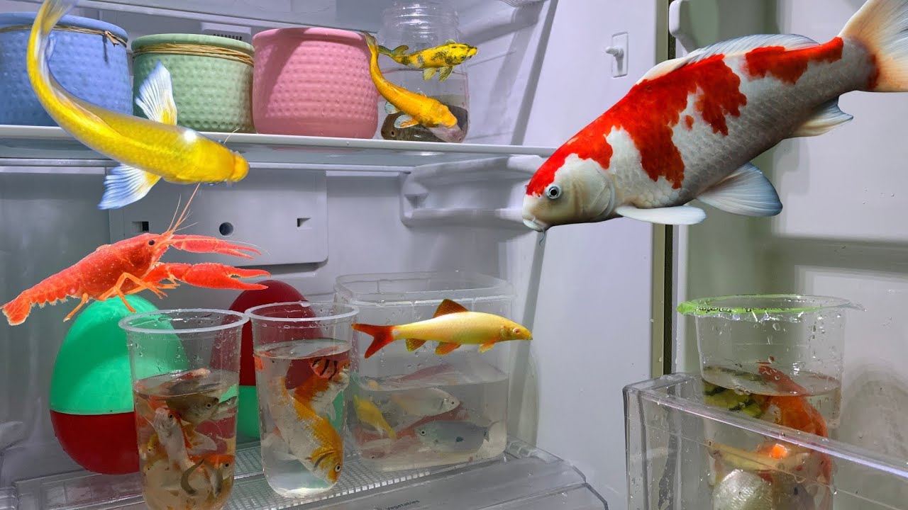 Menemukan ikan dalam kulkas, ikan sepat, ikan koi, ikan redvin, udang besar, ikan glofish.