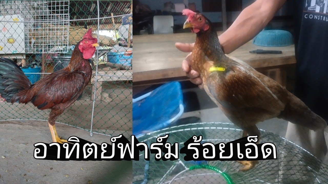 ปล่อยผสมแบบธรรมชาติ