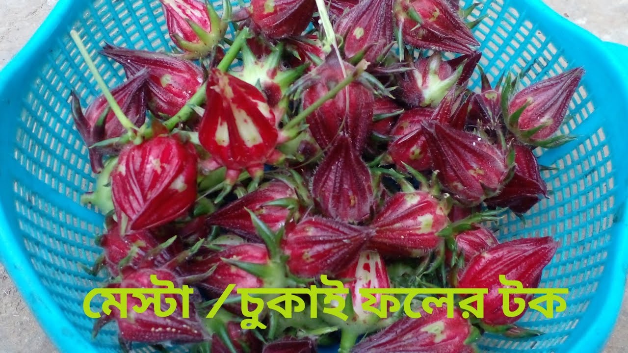 মেষ্টা/ চুকাই ফলের টক রেসিপি | Rosela Fruit Pickles | Hibiscus Sabdarifa Recipe 