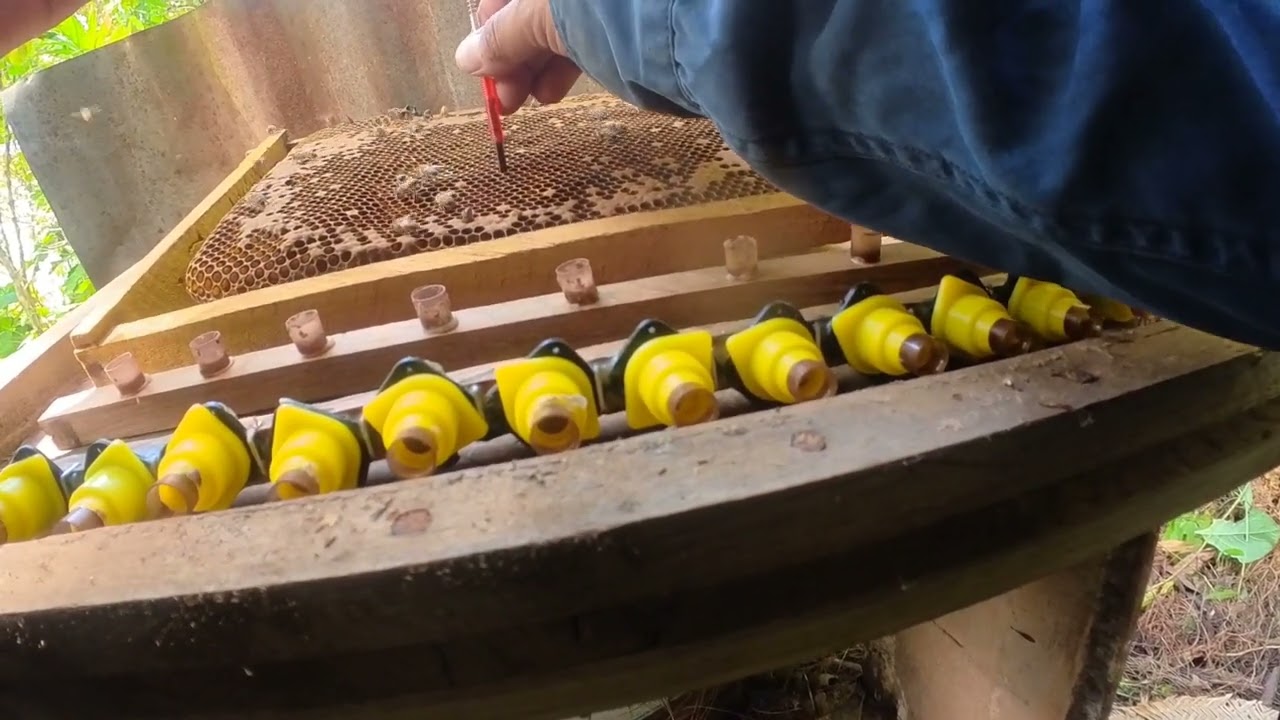 haciendo traslarves y cuál es la mejor larva