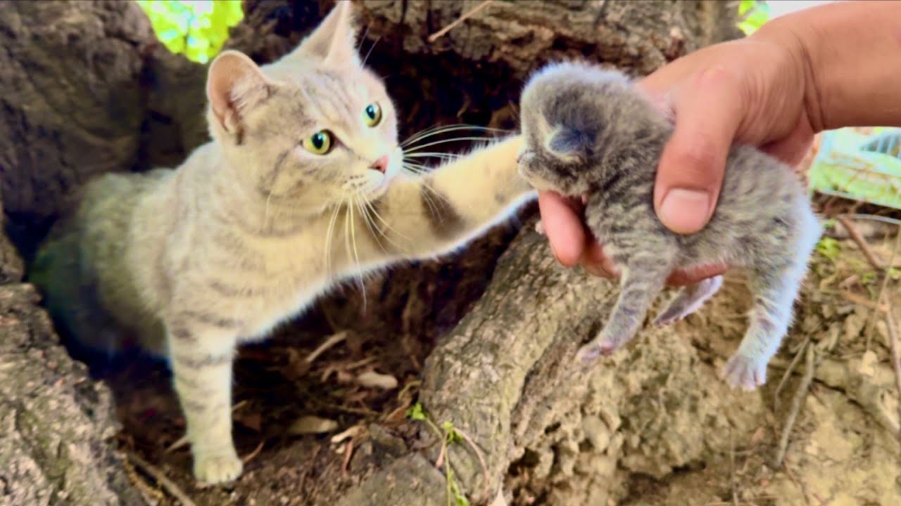 4 диких котёнка 🐱 стали нашей семьёй, а их мама 🐈 удивила своей реакцией! 😘🥰👍👍👍👍