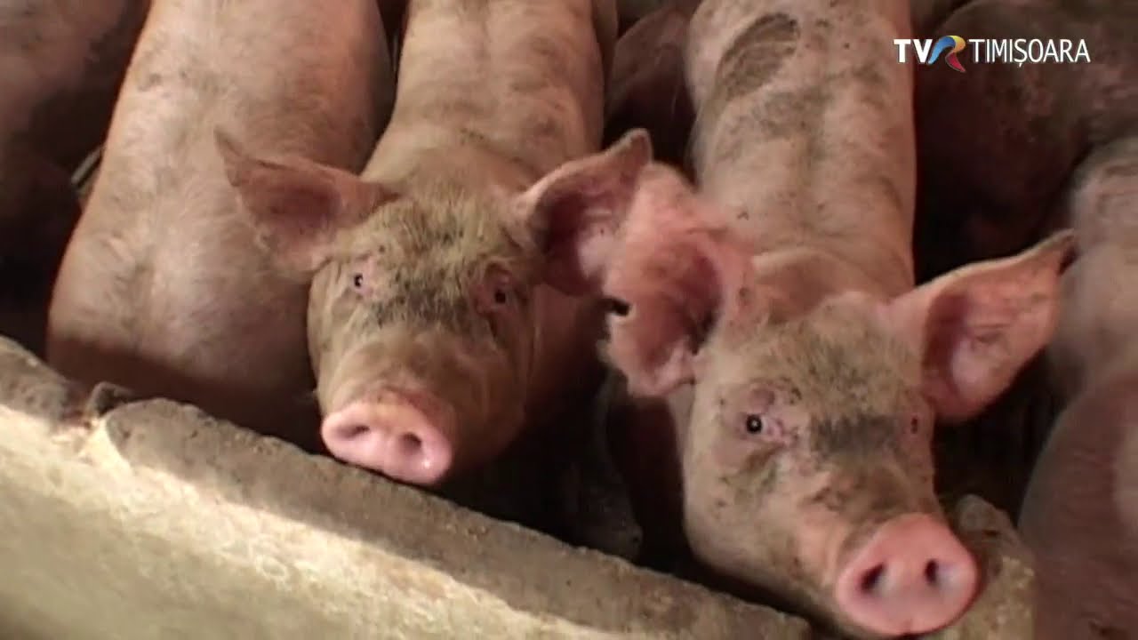 COMTIM procesa in '89 cca. 1 mil. de porci. Acum e asediat de pesta porcină #SatulMeu @TVRTM