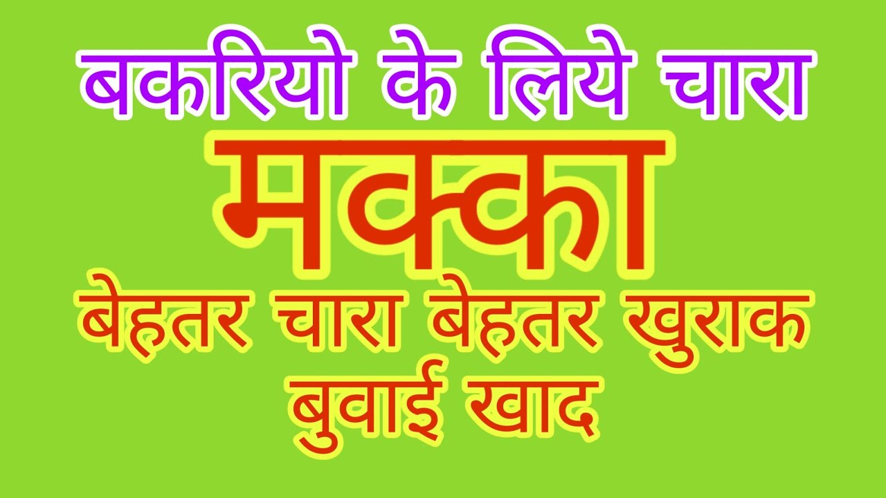 KGF - Fodder for Goats - Maize makka मक्का ( non legume fodder )