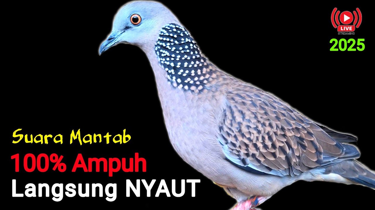 Suara Burung Terkukur Lokal Gacor Untuk Pikat & Pancingan