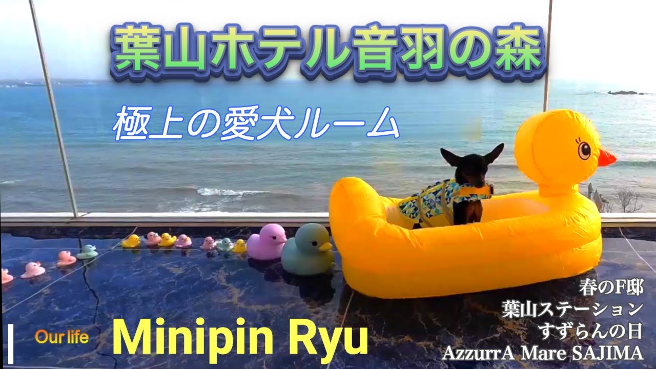 愛犬と葉山ホテル音羽ノ森宿泊/スィートルーム/アズーラマーレ 佐島/葉山ステイション/すずらんの日/F邸🌷Rちゃんリロちゃん