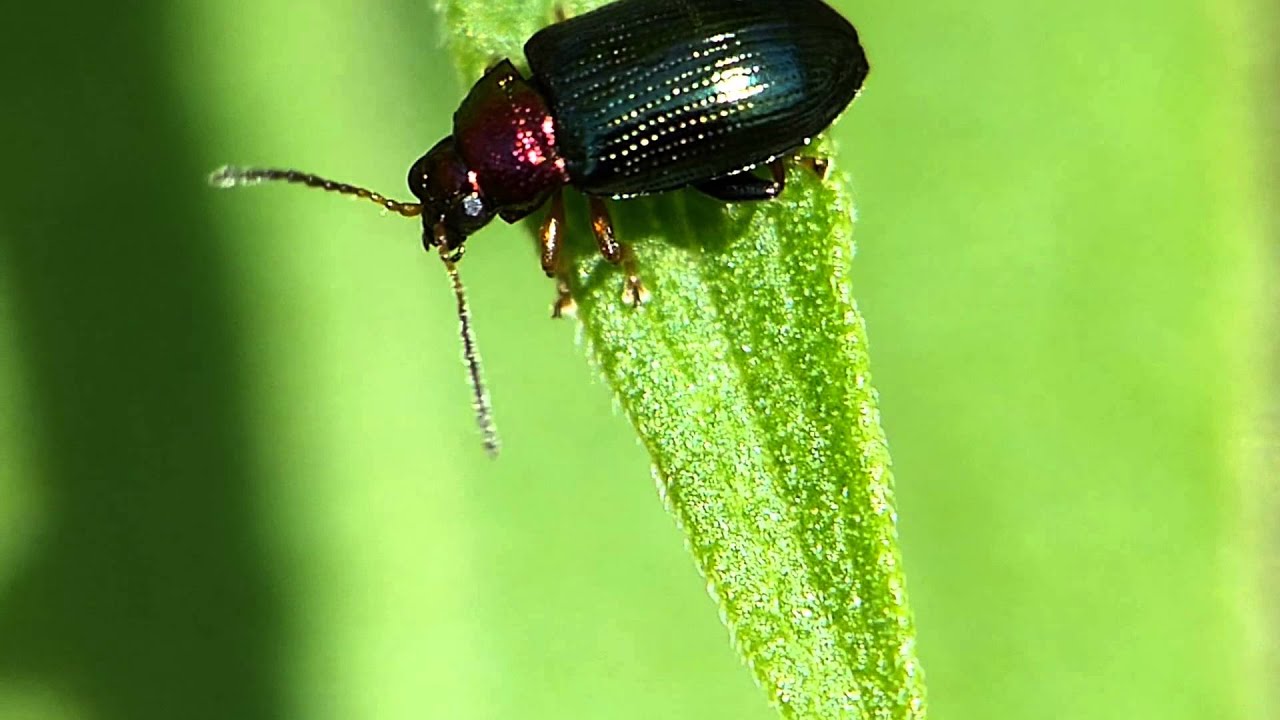 Weiden Erdfloh (Crepidodera aurata)