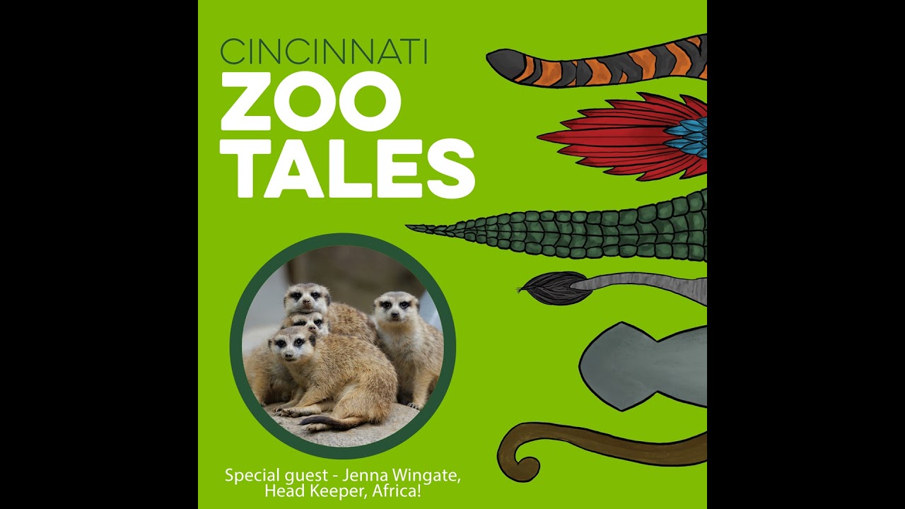 Mob Mentality: Inside the Meerkat World at the Cincinnati Zoo