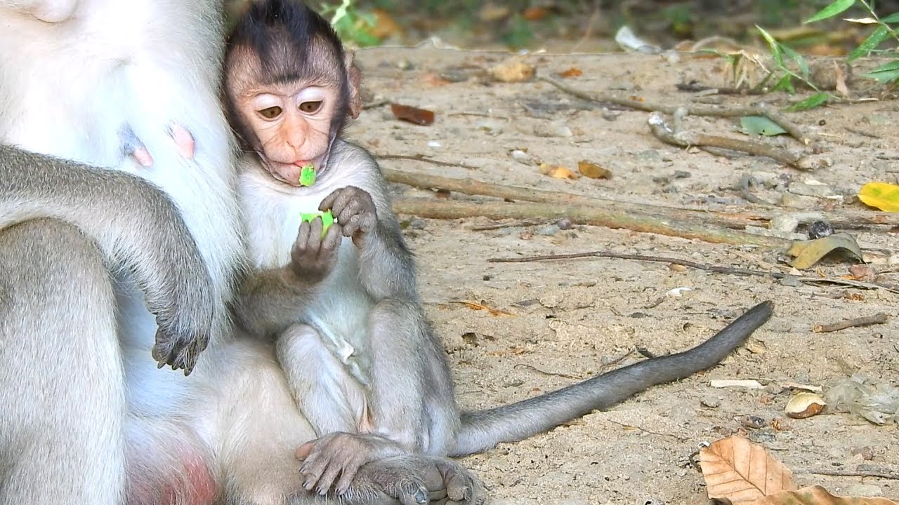 So Lovely Baby Cinn Controls All Time By Mom Monkey Cruella