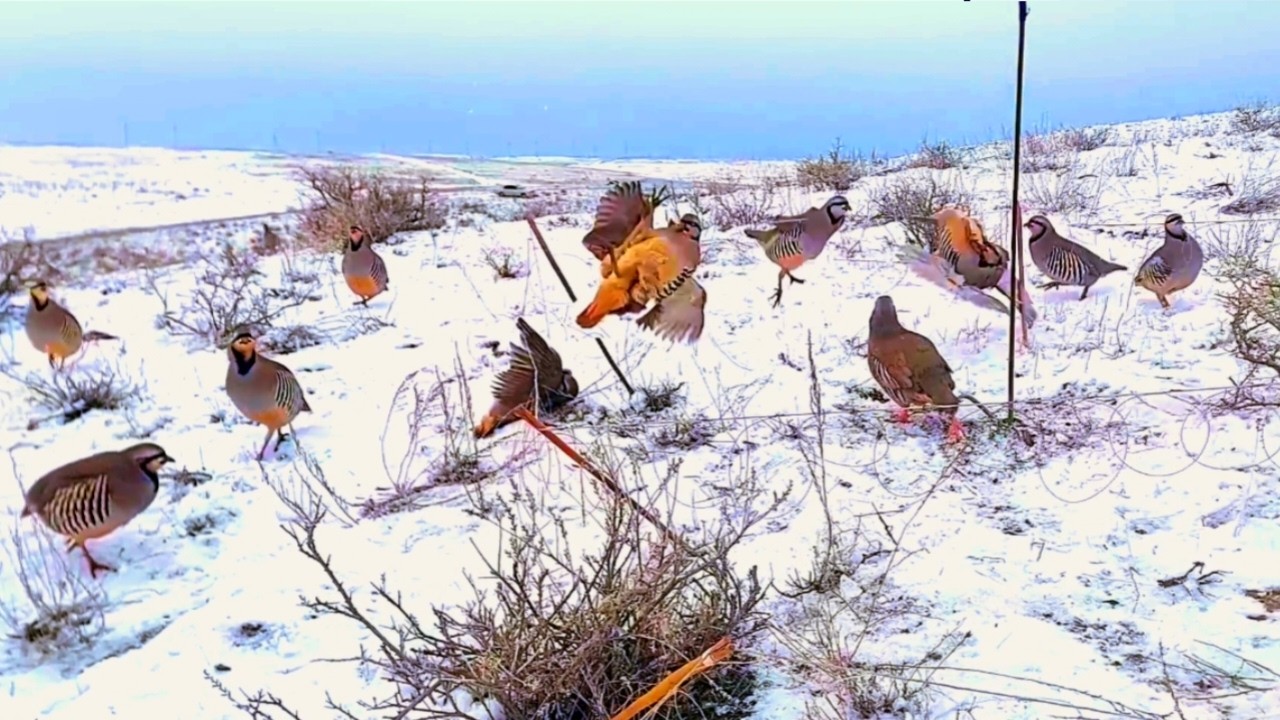 Unbelievable Traditional Bird Hunting Techniques #World_Adventure_Skill