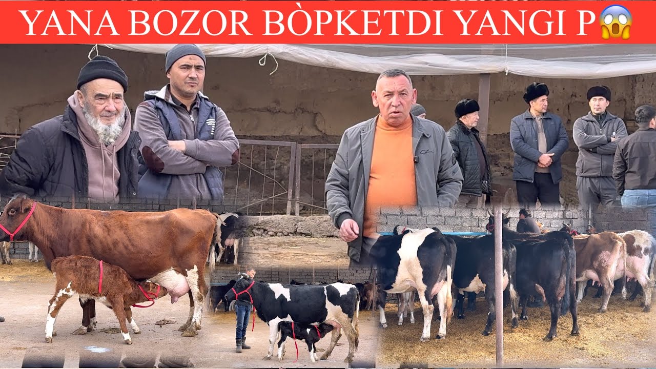 ALISHER AKA😱F🔥DAXSHAT NARXLAR JUDA ARZON✊🚘DASTAFKSI BOR BONISLARI BILAN💥🏃