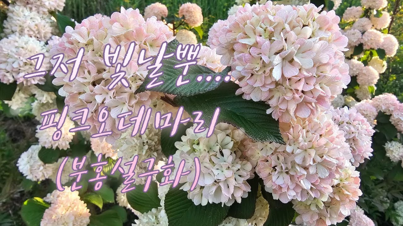 핑크오데마리(분홍설구화)가 만개했어요💕