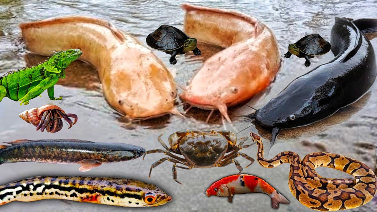 Wow Menangkap Ikan Lele Albino Dalam Lubang Ada Lele Besar, Ikan Gabus, Ikan Toman, Ikan Koi, Ular
