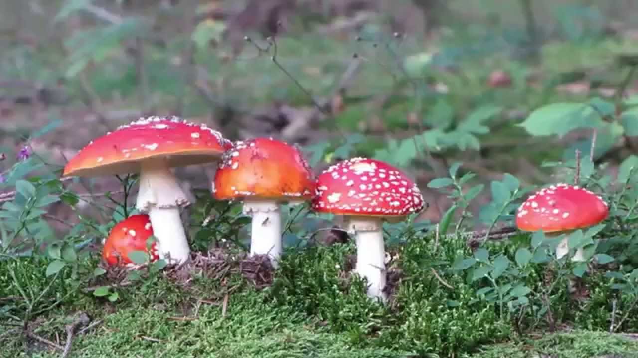 muchomory czerwone   -  Amanita muscaria