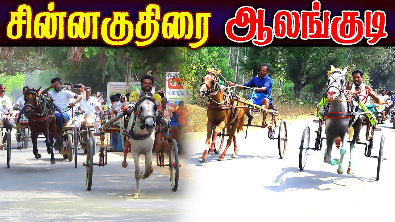 ஆலங்குடி சின்னகுதிரை  (08.03.2026) பந்தயம் #perai_raj_digital #reklarace