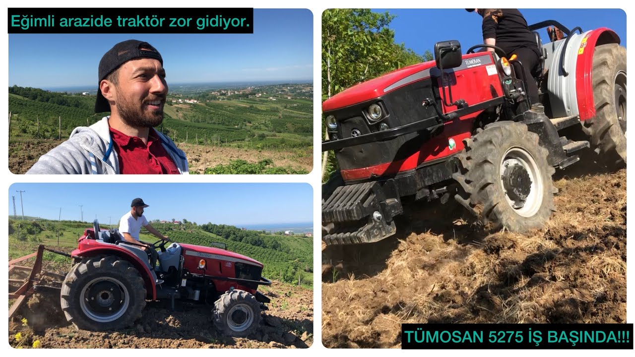 TÜMOSAN L 5275 İLE SON GAZ DEVAM!!! FINDIK VE CEVİZ BAKIMI!!! Vlog.