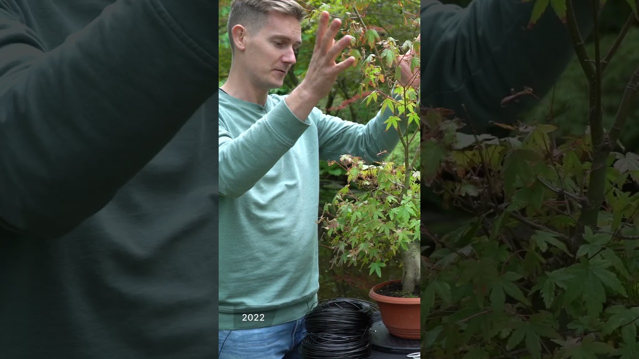 Styling a Maple Bonsai