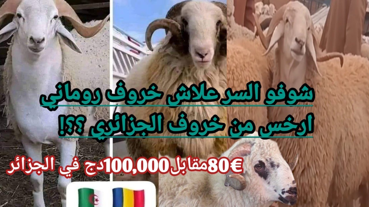 علاش الخروف في رومانيا أرخص من الجزائر؟ أسرار فرق الأسعار!