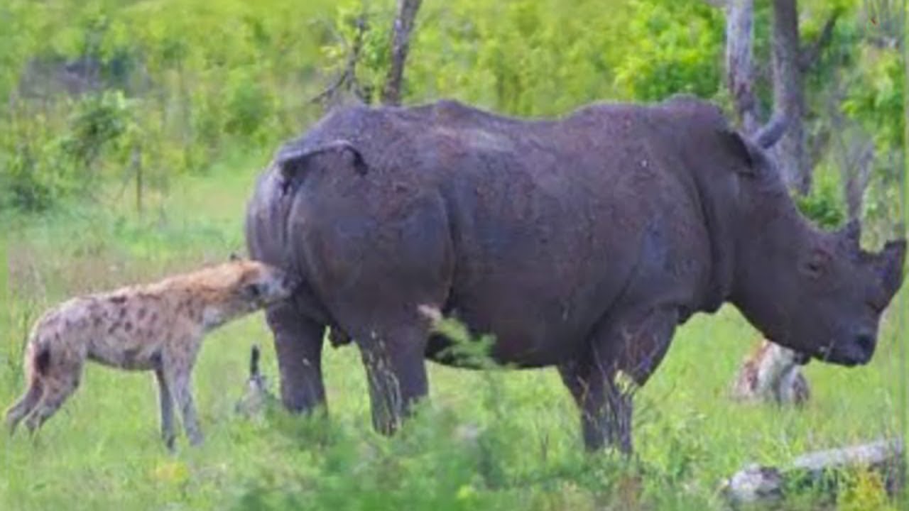 Interesting Animal Moments Caught On Camera !