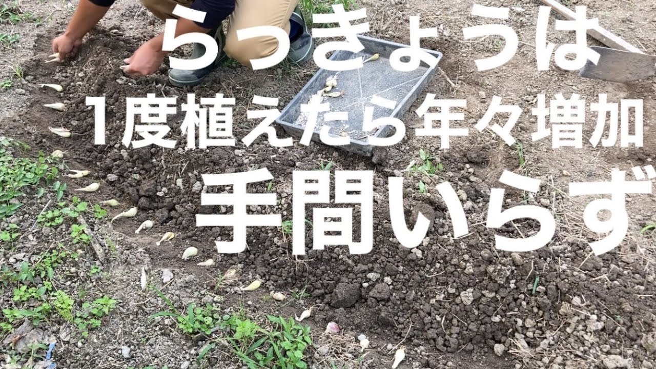 【簡単に育てれるオススメ野菜】らっきょう植え付け！1度植えたら手間いらず！畑の片隅・半日陰位に植えるのがベスト！『1㎡の野菜作り』Japanese shallot planting