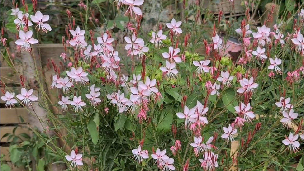 Gavura Çiçeği (Gaura Lindheimeri) Üç Mevsimden Göruntüler