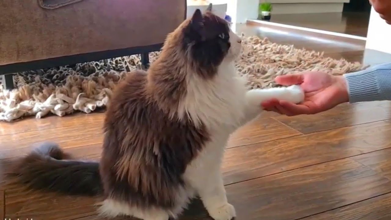 Cat learns a new trick in just a few days