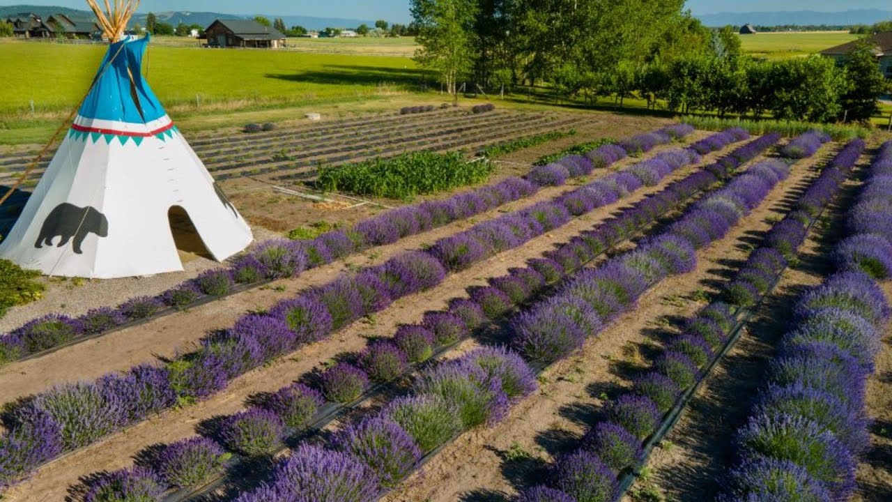 Montana Lavender Farm For Sale! Work less than 6 months per year!