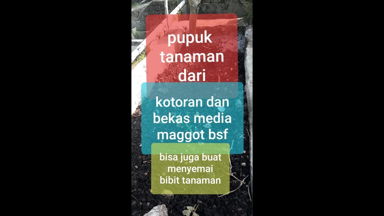 Memanfaatkan limbah maggot bsf