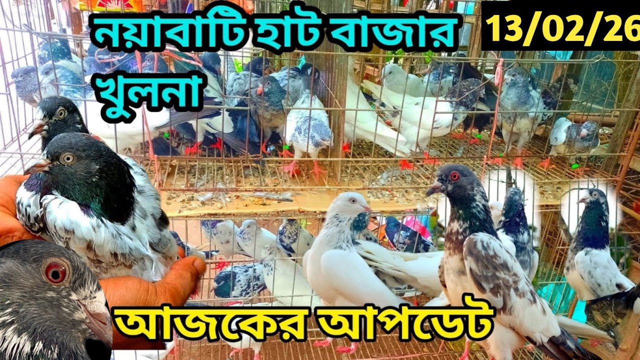 সবথেকে বড়ো কবুতরের হাট খালিশপুর নয়াবাটি(পর্ব১৯৮)largest pigeon market in khalishpur noyabati #pigeon