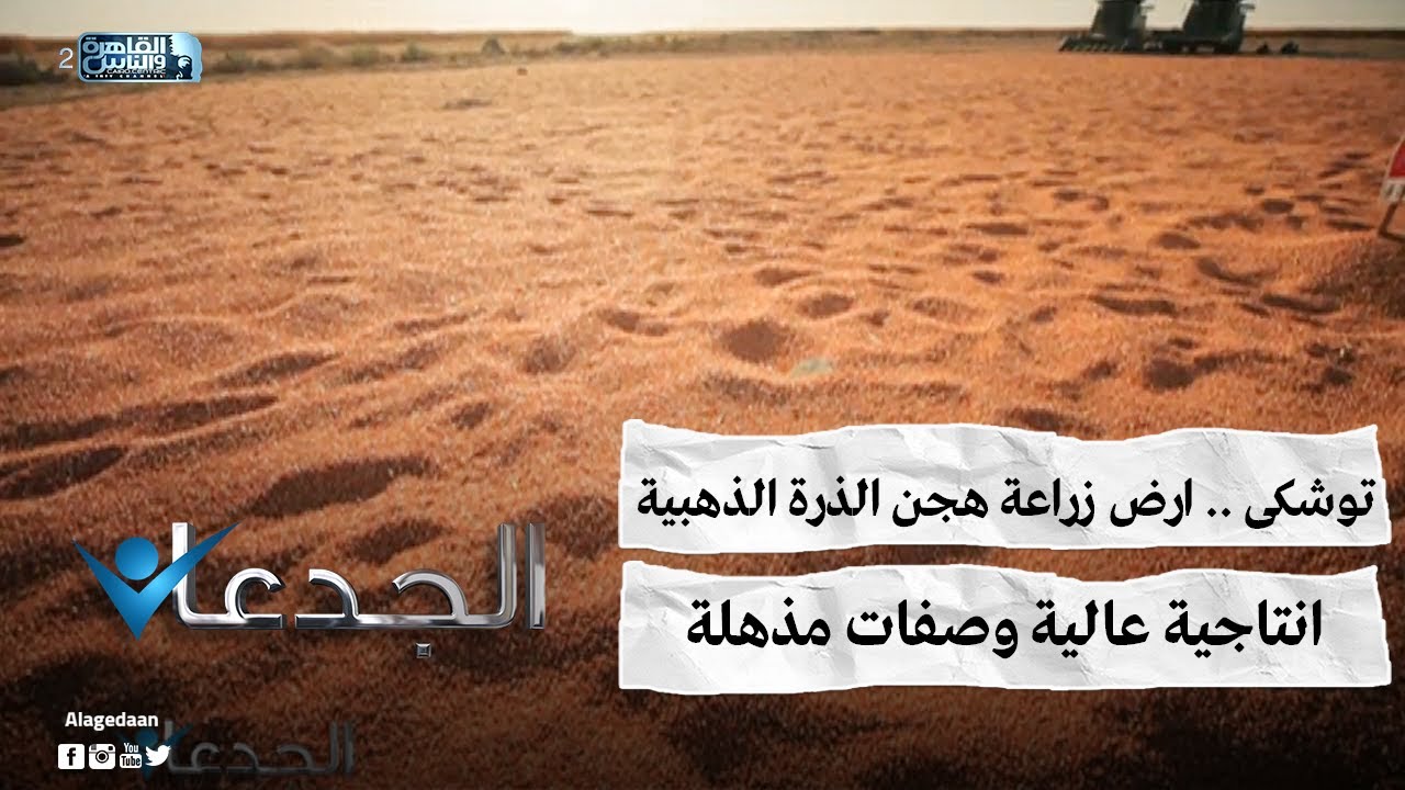 توشكى .. ارض زراعة هجن الذرة الذهبية .. انتاجية عالية وصفات مذهلة