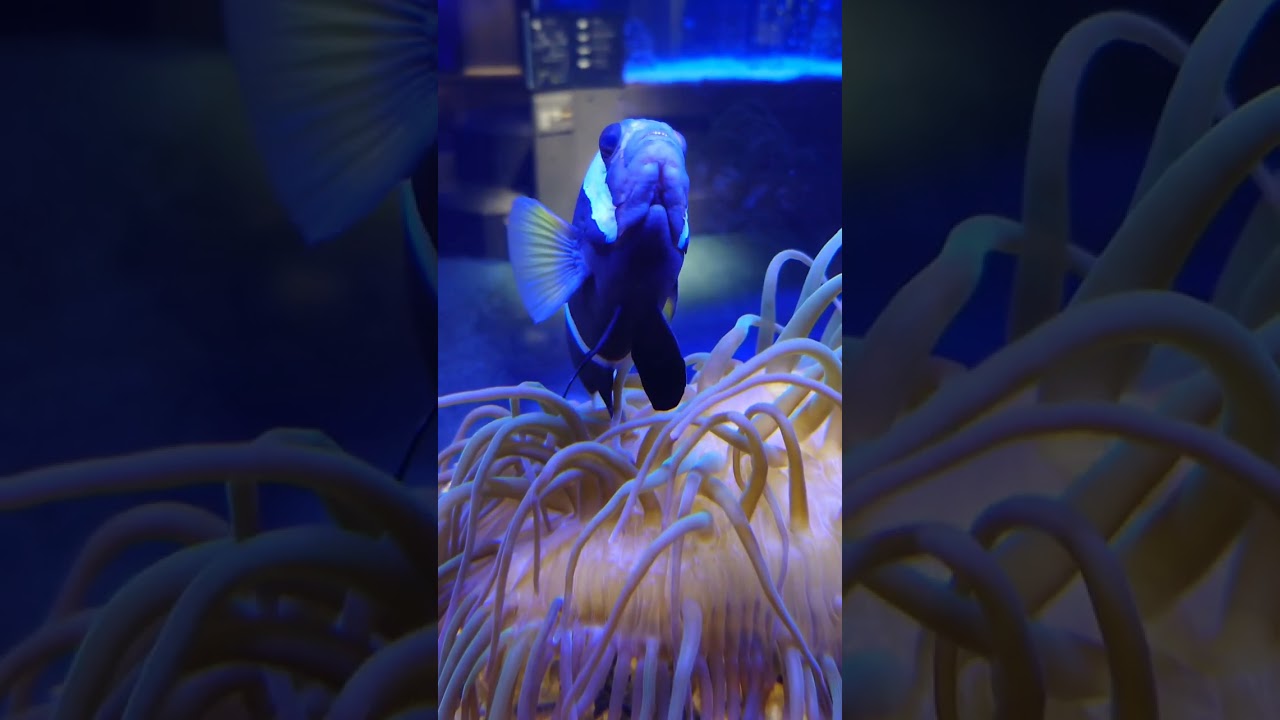 【後半】思い出の水族館。