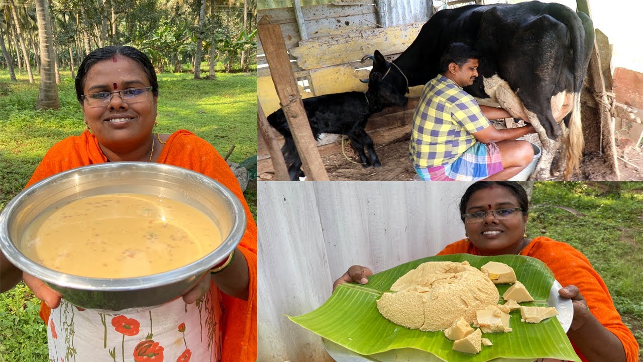 Fresh சீம்பால் கறந்து சமைத்த சீம்பால் கட்டி /  Cow colostrum milk Cake / Healthy Seempal Recipe