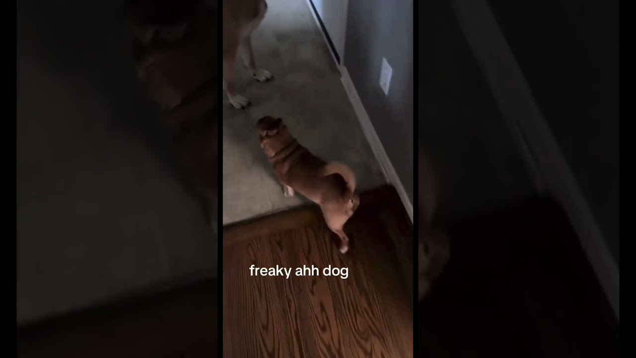 Freaky dog 😭 #youtubeshorts #youtube #shorts #fyp #fy #animals #life #freaky #dog #trending #trend