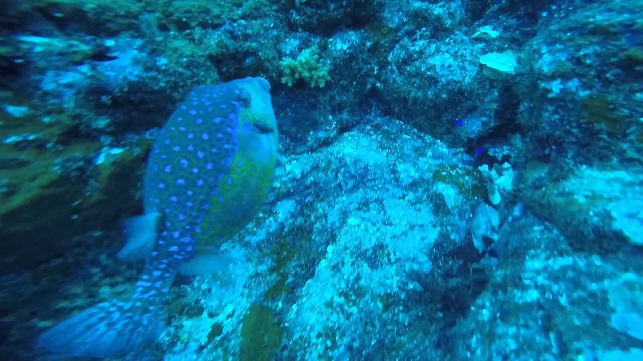 Mikomoto island diving trip @ DiveZone Tokyo 2015