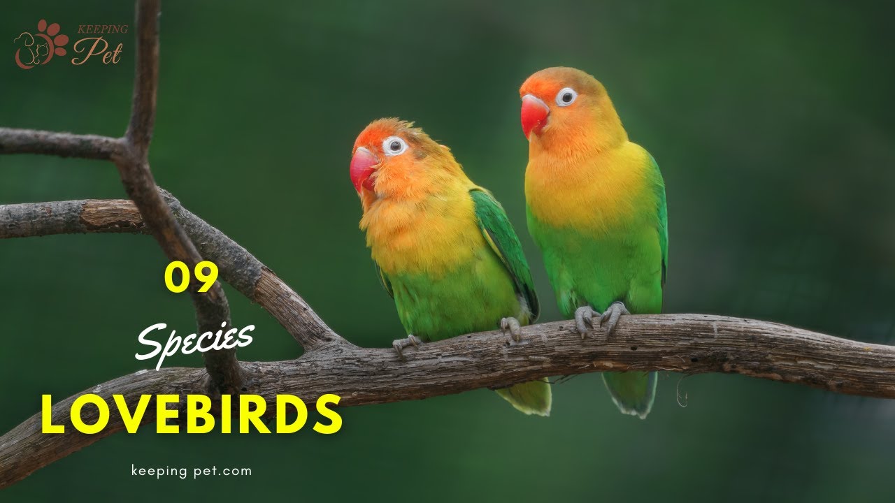 Birds of Paradise: A Dive Into the 9 Species of Lovebirds!