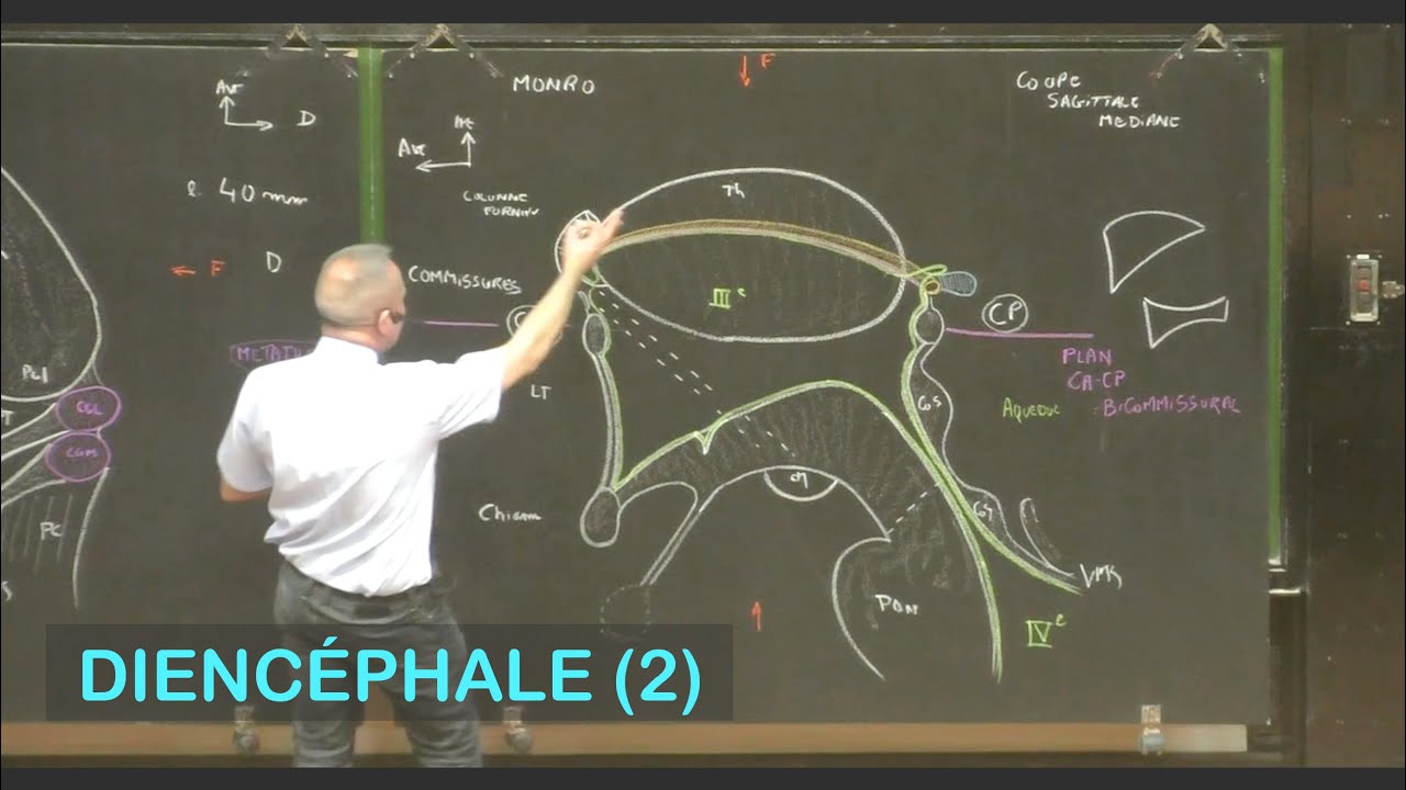 Anatomie du diencéphale 2 (Neuroanatomie 7)